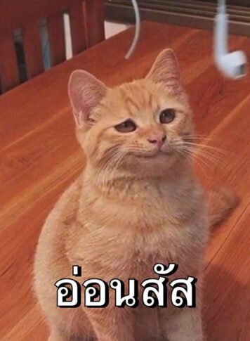 รูปภาพ มีมแมว อ่อนสัส