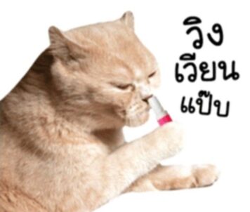 มีมแมว วิงเวียน