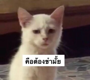 มีมแมว ไม่ขำ
