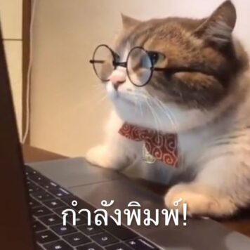 มีมแมว แมวพิมพ์