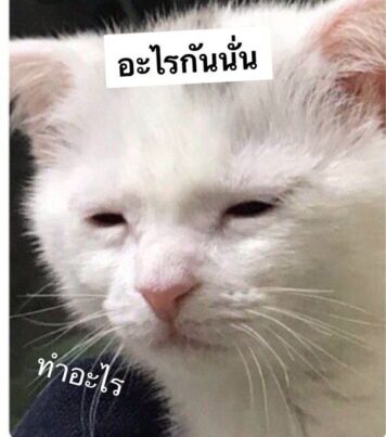 มีมแมว อะไรกันนั่น