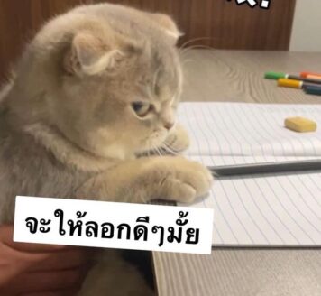 มีมแมว ลอก