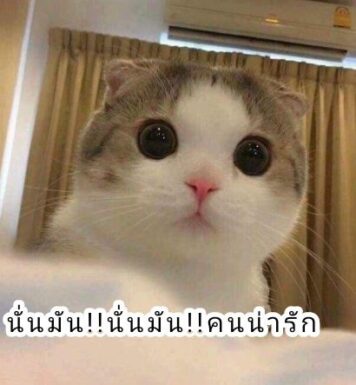 มีมแมว น่ารัก