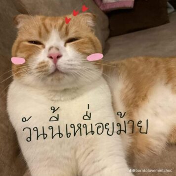 มีมแมว เหนื่อยมั้ย