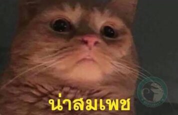 มีมแมว น่าสมเพช