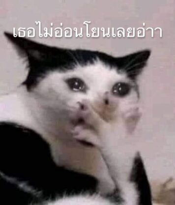 รูปภาพ มีมแมว เธอไม่อ่อนโยน