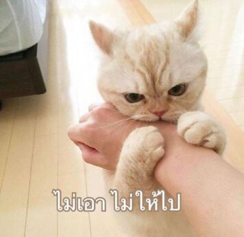 มีมแมว ไม่ให้ไป