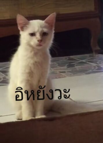 มีมแมว อิหยังวะ