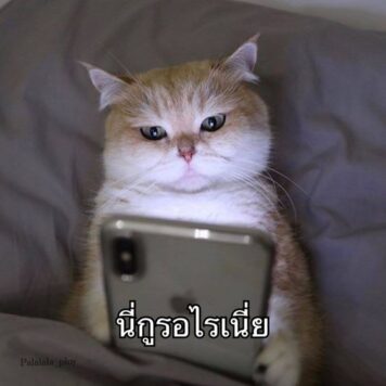 มีมแมว รออะไร