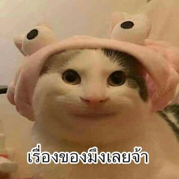 มีมแมว เรื่องของมึง