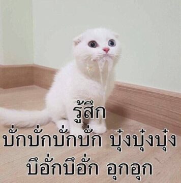 มีมแมว อ๊อก