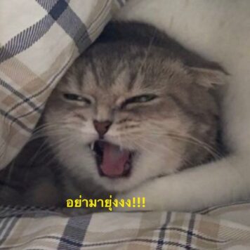มีมแมว อย่ามายุ่ง