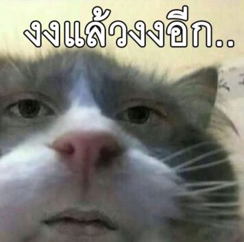 มีมแมว งง