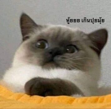 มีมแมว เกินปุยมุ้ย