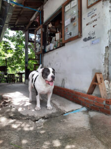 คาเฟ่สุพรรณบุรี ณ ทรี คาเฟ่