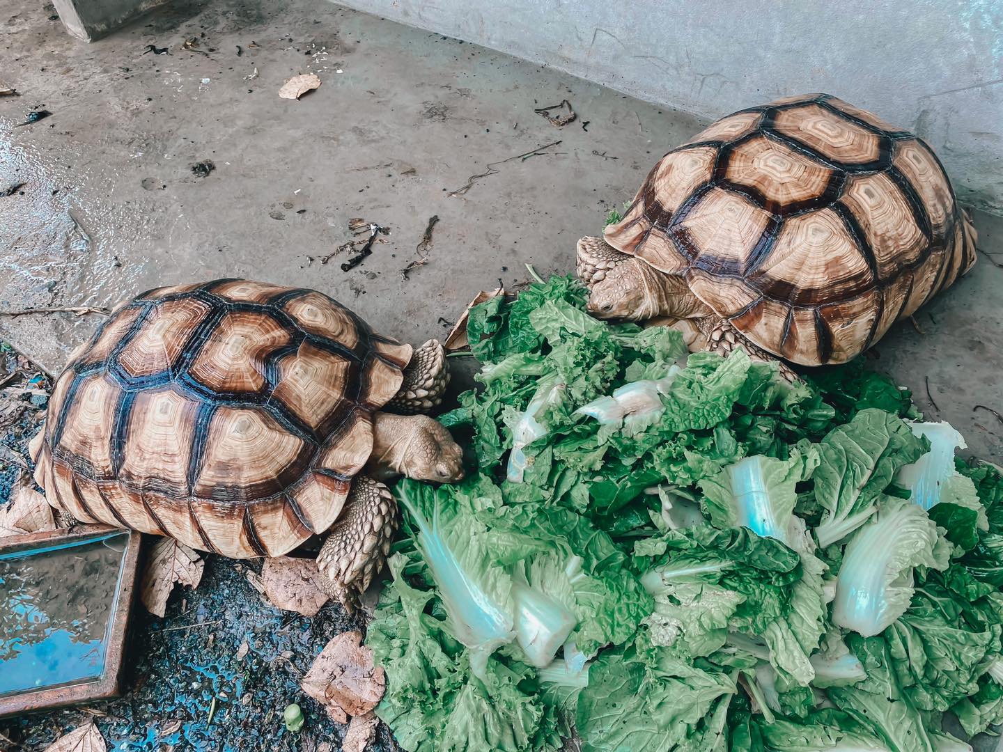 คาเฟ่สุพรรณบุรี เสบียงนา คาเฟ่