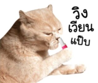 รูปภาพฮาๆ วิงเวียน