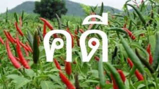 รูปตลกฮาๆ คดีพริก