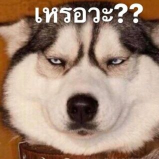 รูปภาพ ตลกๆ หมา
