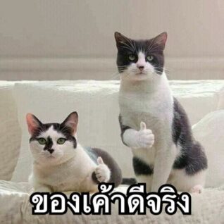 รูปภาพ ตลกๆ แมว