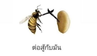 รูปภาพ ตลกๆ ต่อสู้