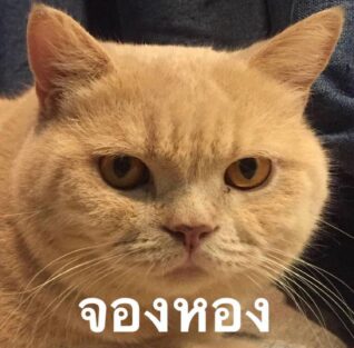 รูปภาพ ตลกๆ แมว