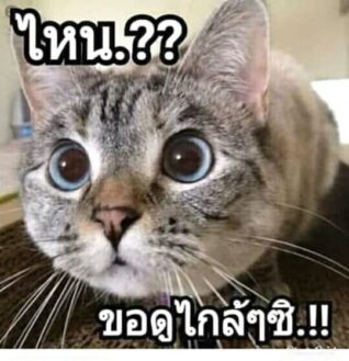 รูปภาพ ตลกๆ แมว