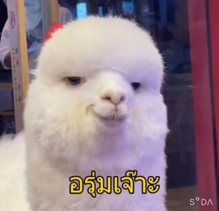 รูปภาพ ตลกๆ อรุ่มเจ๊าะ