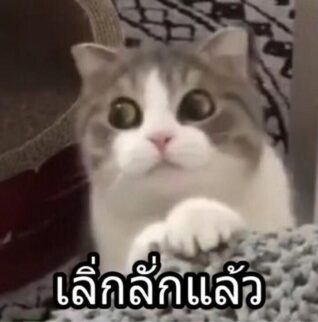 ภาพ ตลก ๆ แมว