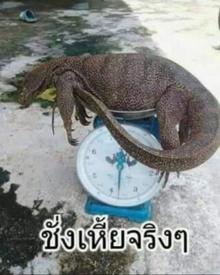 ภาพ ตลก ๆ เหี้ย