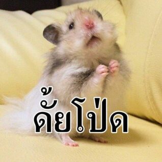 รูปตลกๆ กวนๆ ดั้ยโปรด