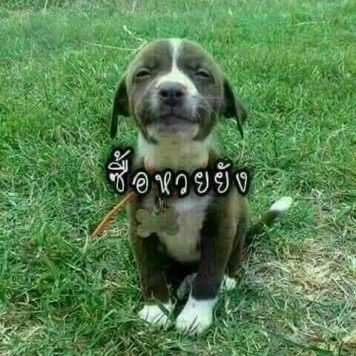 รูปภาพ มีม หวย กวนๆ ฮาๆ หวยกิน ขำๆ