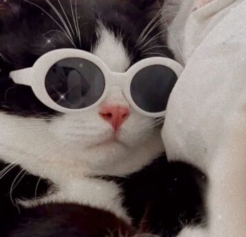 รูปโปรไฟล์แมว น่ารักๆ