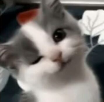 รูปภาพ รูปโปรไฟล์แมว น่ารักๆ