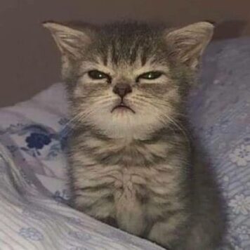 รูปภาพ รูปโปรไฟล์แมว น่ารักๆ