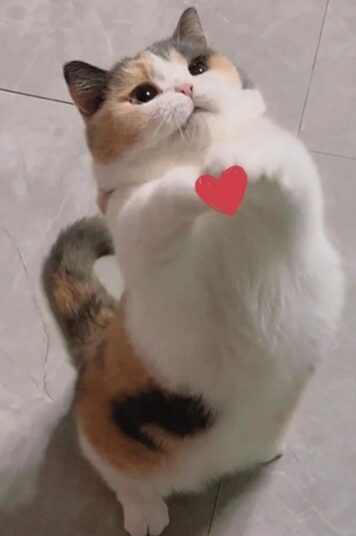 รูปภาพ รูปโปรไฟล์แมว น่ารักๆ