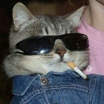 รูปภาพ รูปโปรไฟล์แมว น่ารักๆ