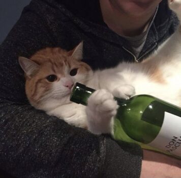 รูปภาพ รูปโปรไฟล์แมว น่ารักๆ