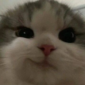 รูปภาพ รูปโปรไฟล์แมว น่ารักๆ