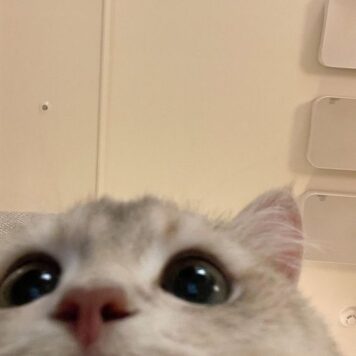 รูปภาพ รูปโปรไฟล์แมว น่ารักๆ