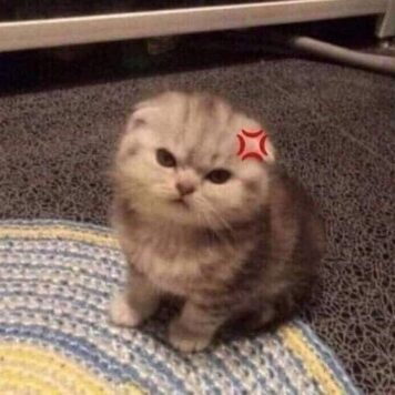 รูปภาพ รูปโปรไฟล์แมว น่ารักๆ