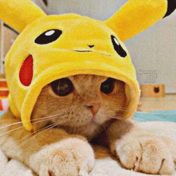 รูปภาพ รูปโปรไฟล์แมว น่ารักๆ