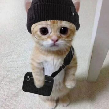 รูปภาพ รูปโปรไฟล์แมว น่ารักๆ