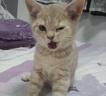 รูปภาพ รูปโปรไฟล์แมว น่ารักๆ