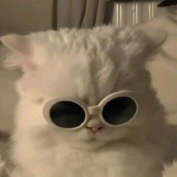 รูปภาพ รูปโปรไฟล์แมว น่ารักๆ