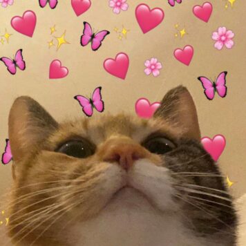 รูปภาพ รูปโปรไฟล์แมว น่ารักๆ