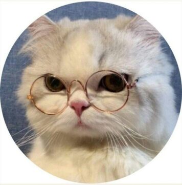 รูปภาพ รูปโปรไฟล์แมว น่ารักๆ