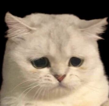 รูปภาพ รูปโปรไฟล์แมว น่ารักๆ