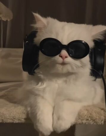 รูปภาพ รูปโปรไฟล์แมว น่ารักๆ