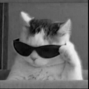 รูปภาพ รูปโปรไฟล์แมว น่ารักๆ